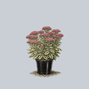 Autumn Charm Stonecrop