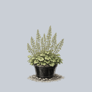 Autumn Bride Coral Bells