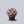 Load image into Gallery viewer, Autumn Rouge Encore Azalea
