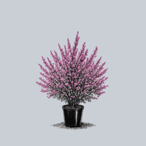 Avondale Chinese Redbud