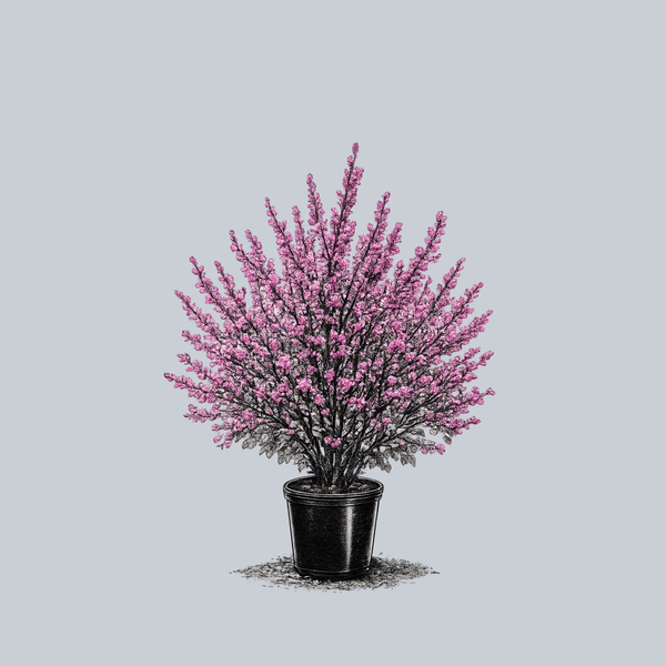 Avondale Chinese Redbud