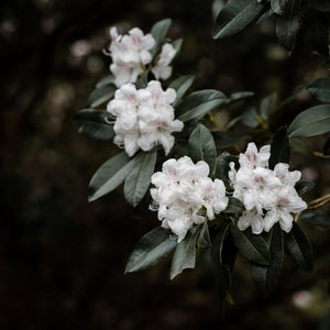 White Azalea