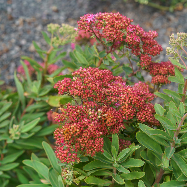 Abbeydore Hybrid Stonecrop