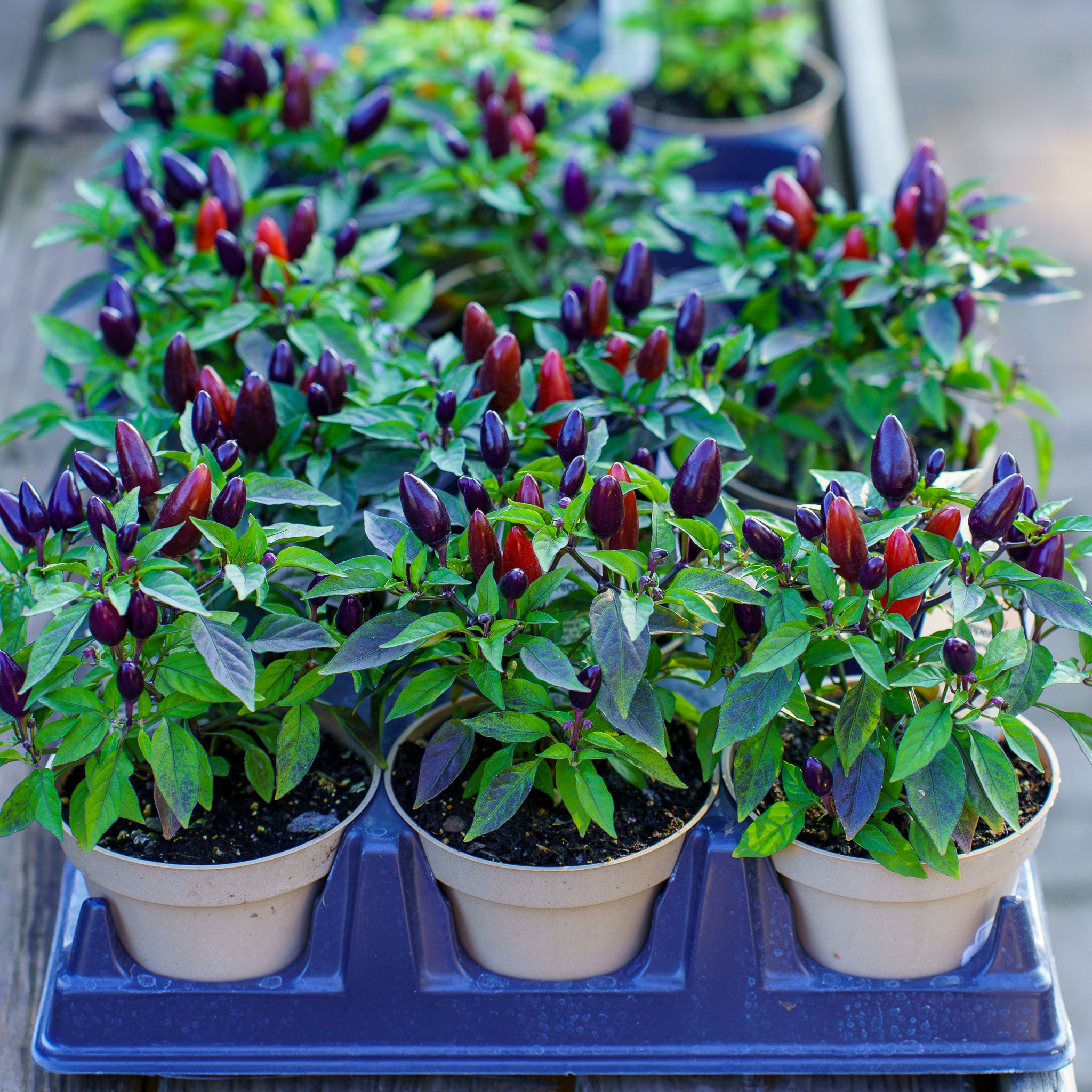 best pots for bell pepper plants Pepper Plant – Plant Detectives