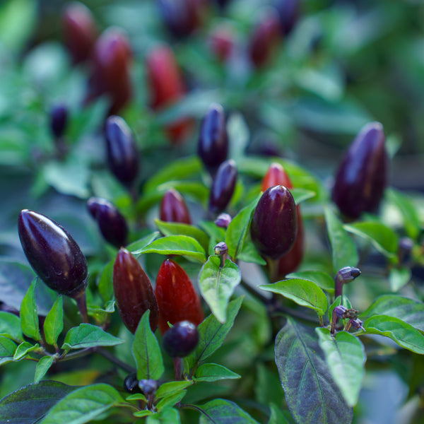 Ornamental Pepper