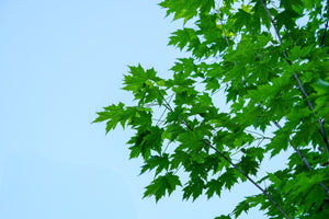 Red Maple Leaves