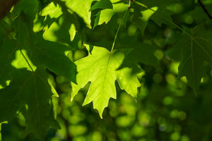 Sugar Maple Leaves