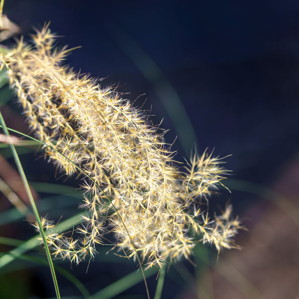 Adagio Maiden Grass