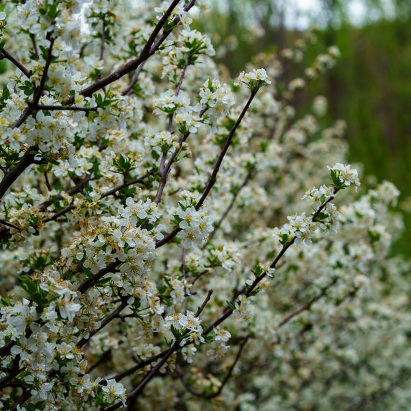Adirondack Crabapple