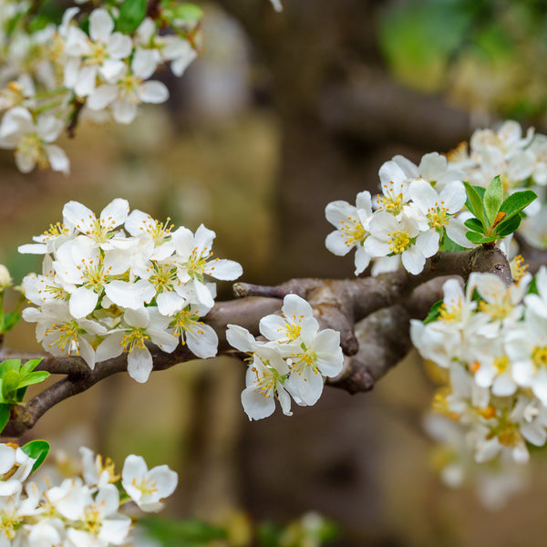 Adirondack Crabapple