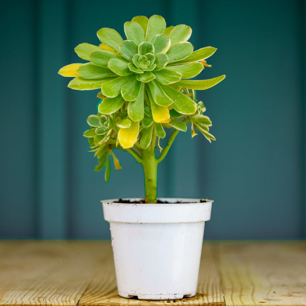 Luteovariegatum Aeonium - Succulents - Houseplants