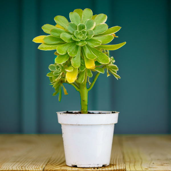 tree aeonium succulent Variegated Tree Aeonium – Plant Detectives