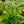Load image into Gallery viewer, Luteovariegatum Aeonium - Succulents - Houseplants
