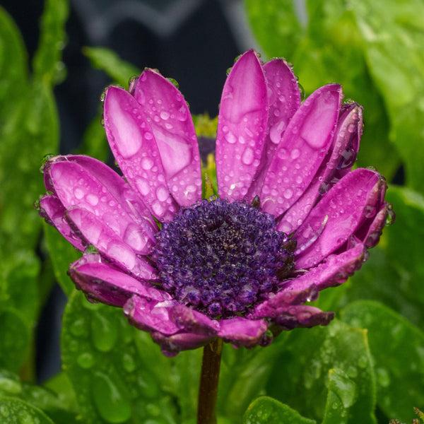 African Daisy