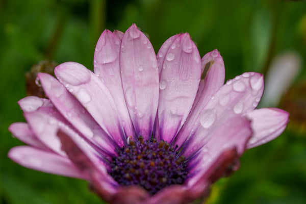 African Daisy