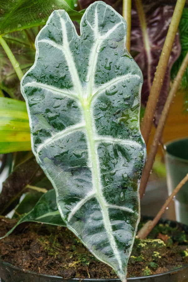 Alocasia Polly - Alocasia - Houseplants