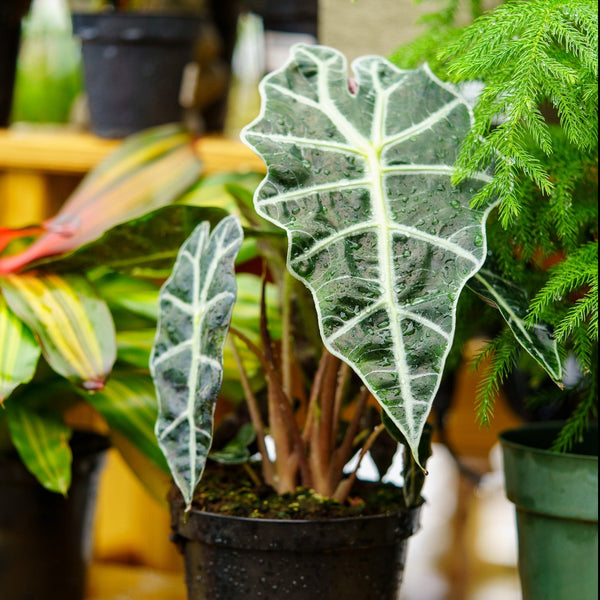 Alocasia Polly - Alocasia - Houseplants