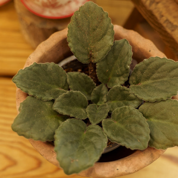 African Violet