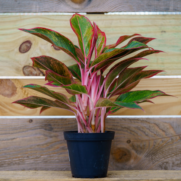 Red Chinese Evergreen - Aglaonema - Houseplants