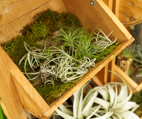 Air Plant