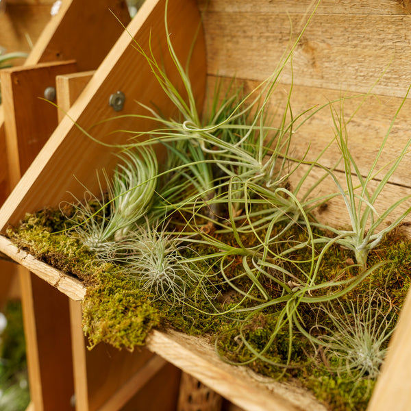 Air Plant