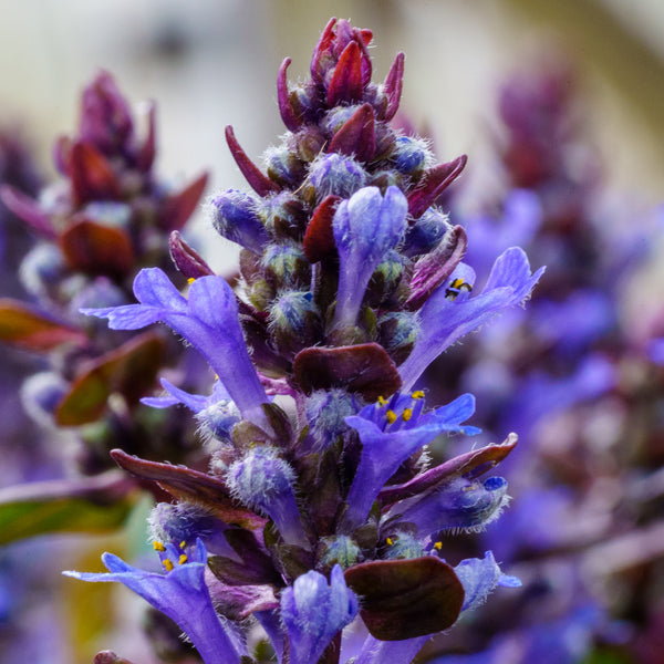 Chocolate Chip Bugleweed