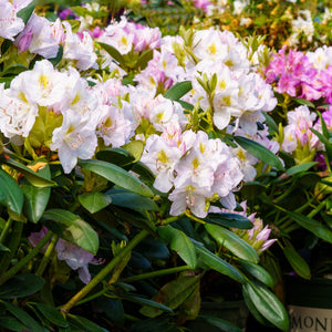 Album Elegans Rhododendron - Rhododendron - Shrubs