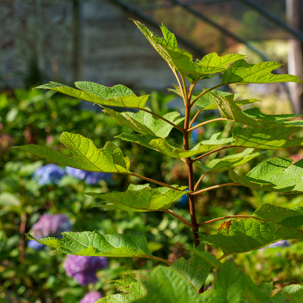 Alice Oakleaf Hydrangea