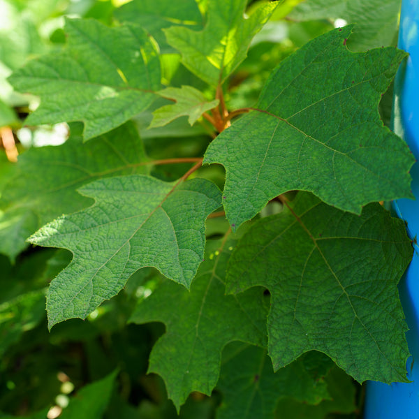 Alice Oakleaf Hydrangea