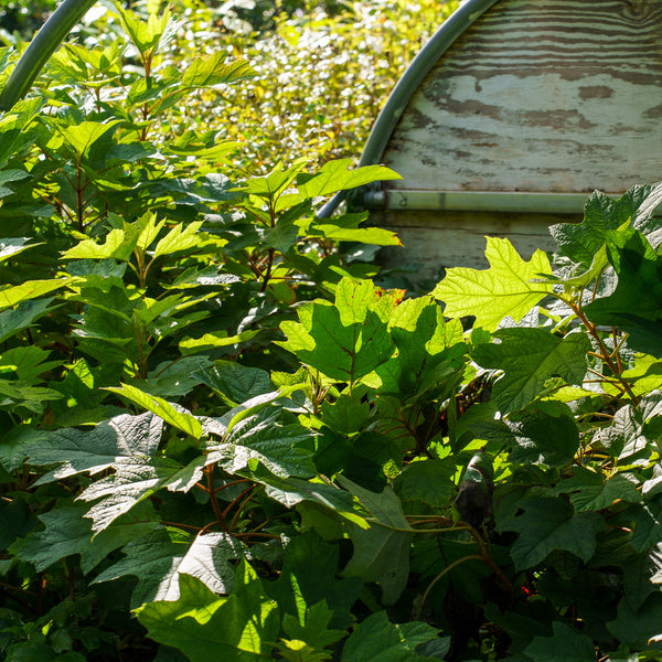 Alice Oakleaf Hydrangea