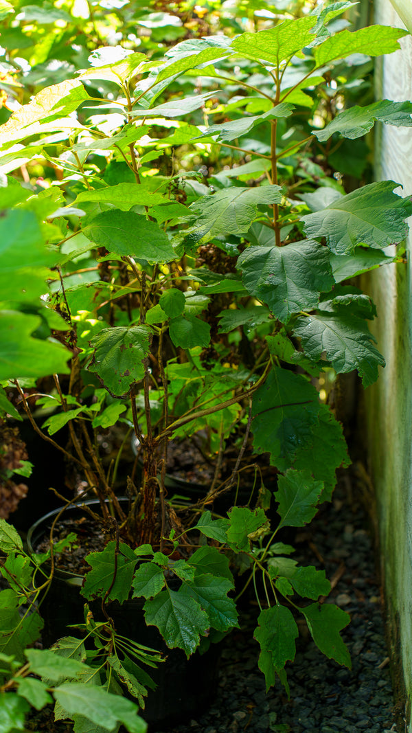 Alice Oakleaf Hydrangea