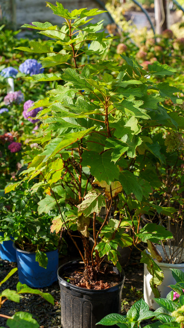 Alice Oakleaf Hydrangea