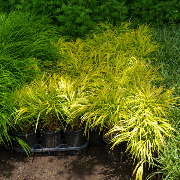 All Gold Japanese Forest Grass