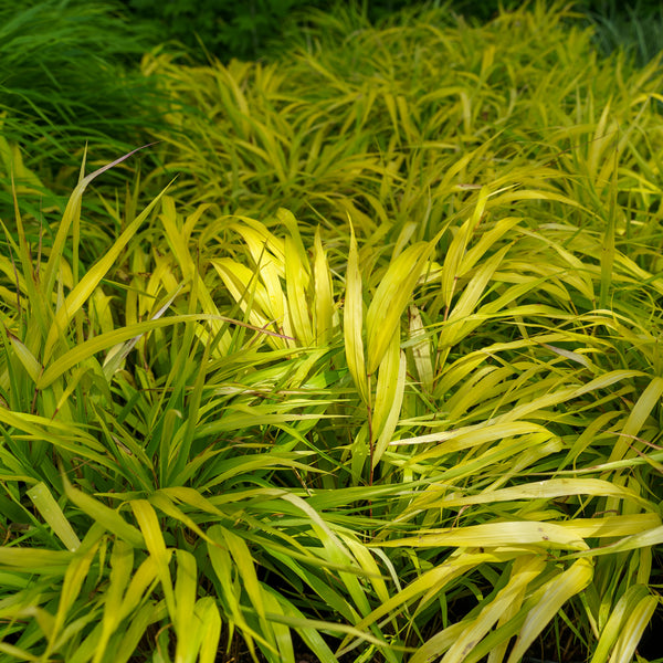 All Gold Japanese Forest Grass