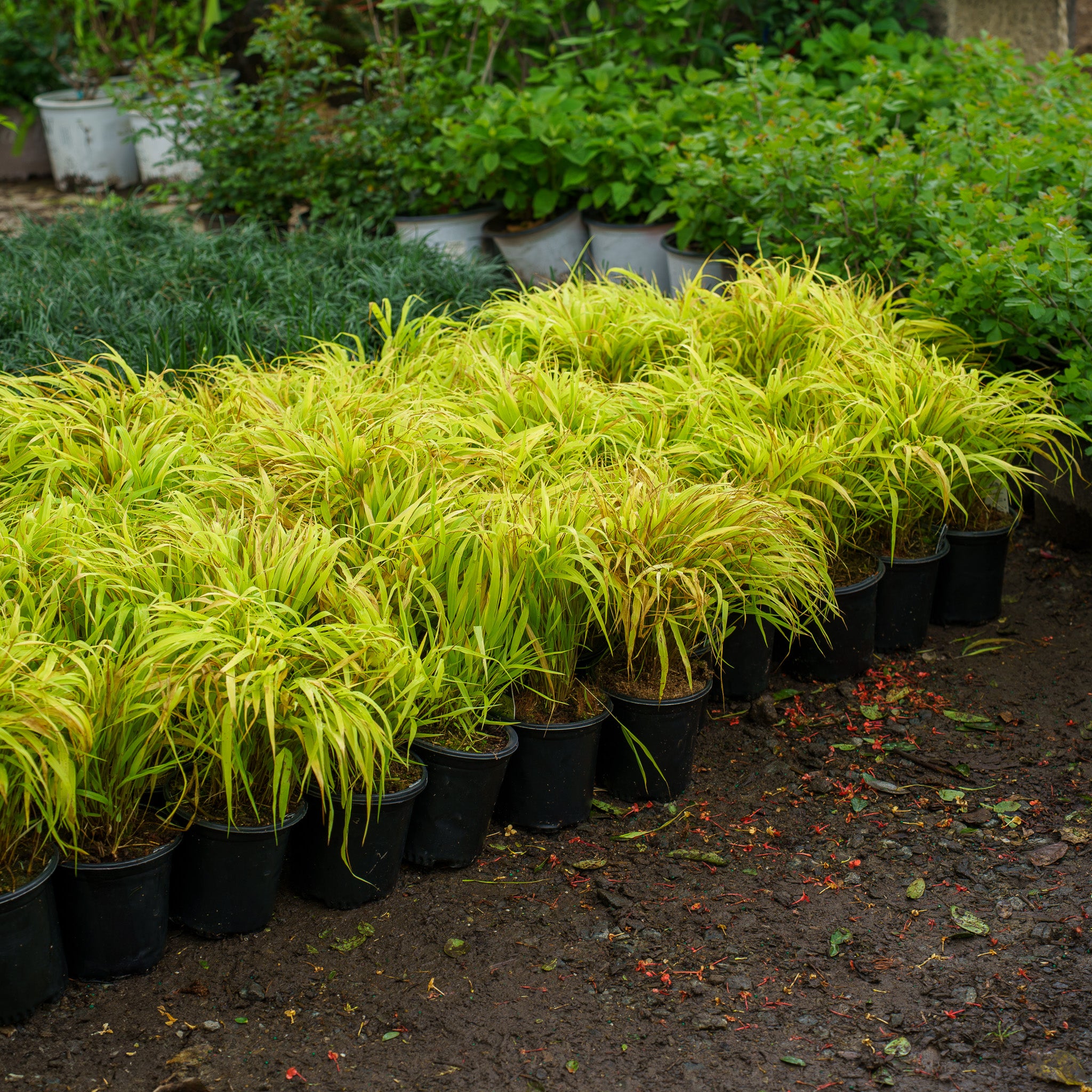 All Gold Japanese Forest Grass – Plant Detectives