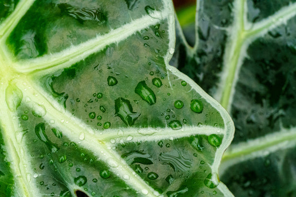 Alocasia Polly - Alocasia - Houseplants