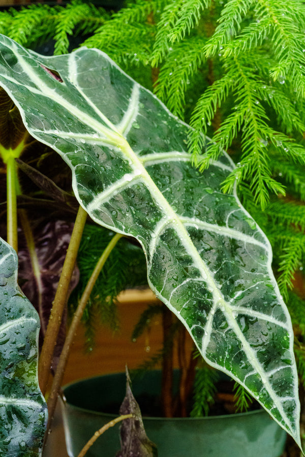 Alocasia Polly - Alocasia - Houseplants