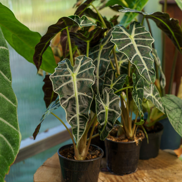 Alocasia Polly