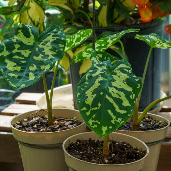 hilo beauty elephant ear plant Hilo Beauty Elephant Ear – Plant Detectives