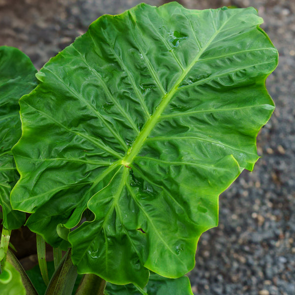 lowrider pot plants Low Rider Elephant Ear – Plant Detectives