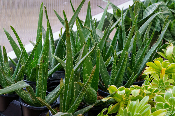 Aloe Vera