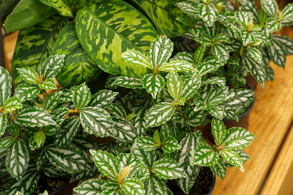 Aluminum Pilea