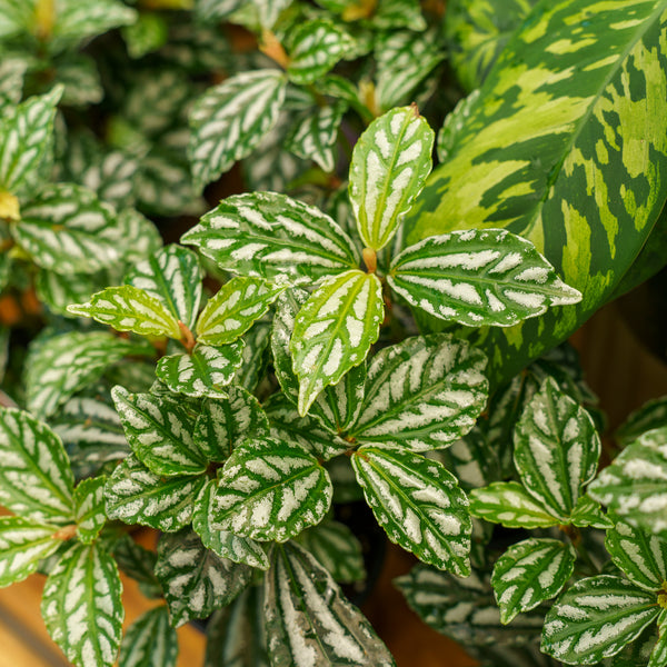 Assorted Pilea