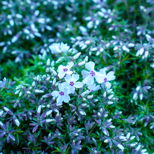 Amazing Grace Creeping Phlox