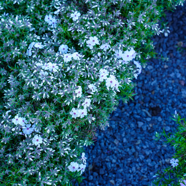 Amazing Grace Creeping Phlox