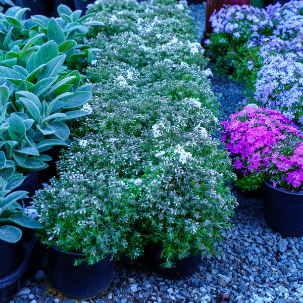Amazing Grace Creeping Phlox