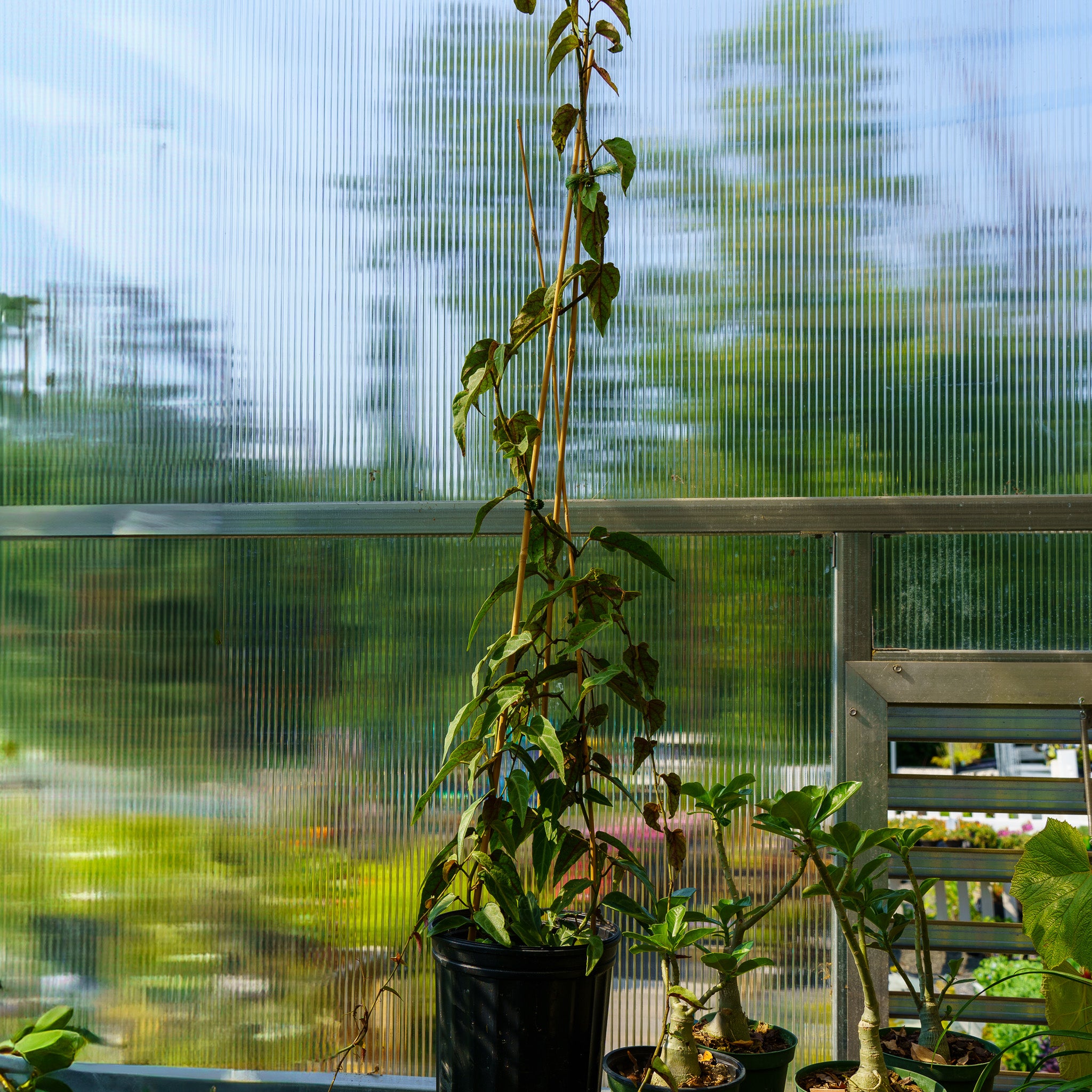 Amazon Jungle Vine – Plant Detectives