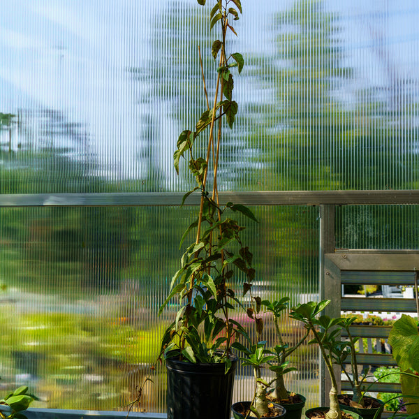 Amazon Jungle Vine