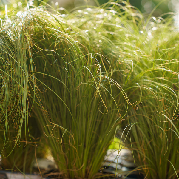 Amazon Mist Sedge