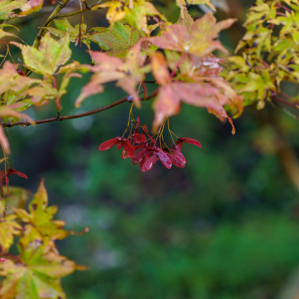 Amber Ghost Japanese Maple